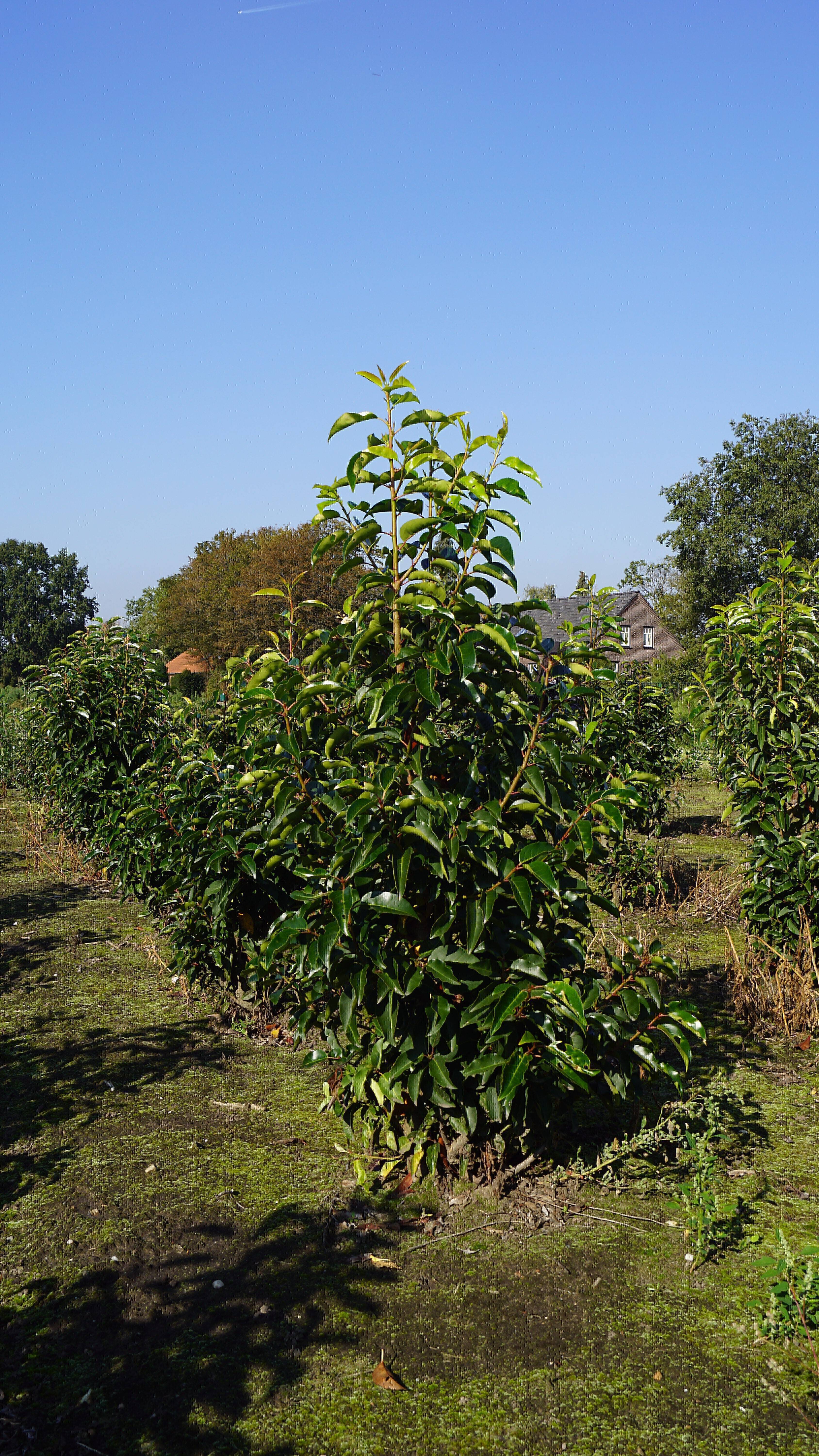 Prunus lusitanica (12)
